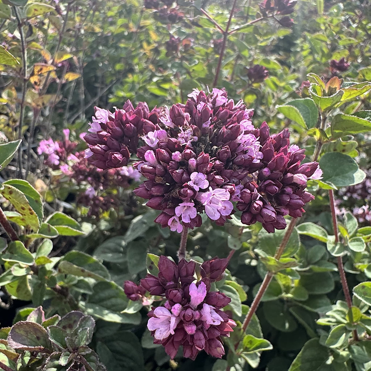 Origanum 'Rosenkuppel'