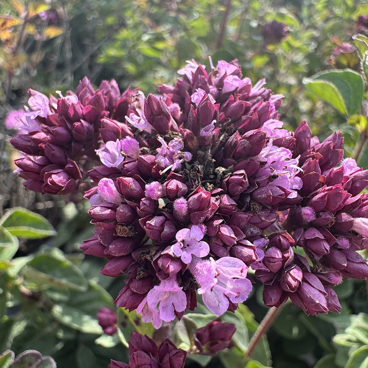 Origanum 'Rosenkuppel'