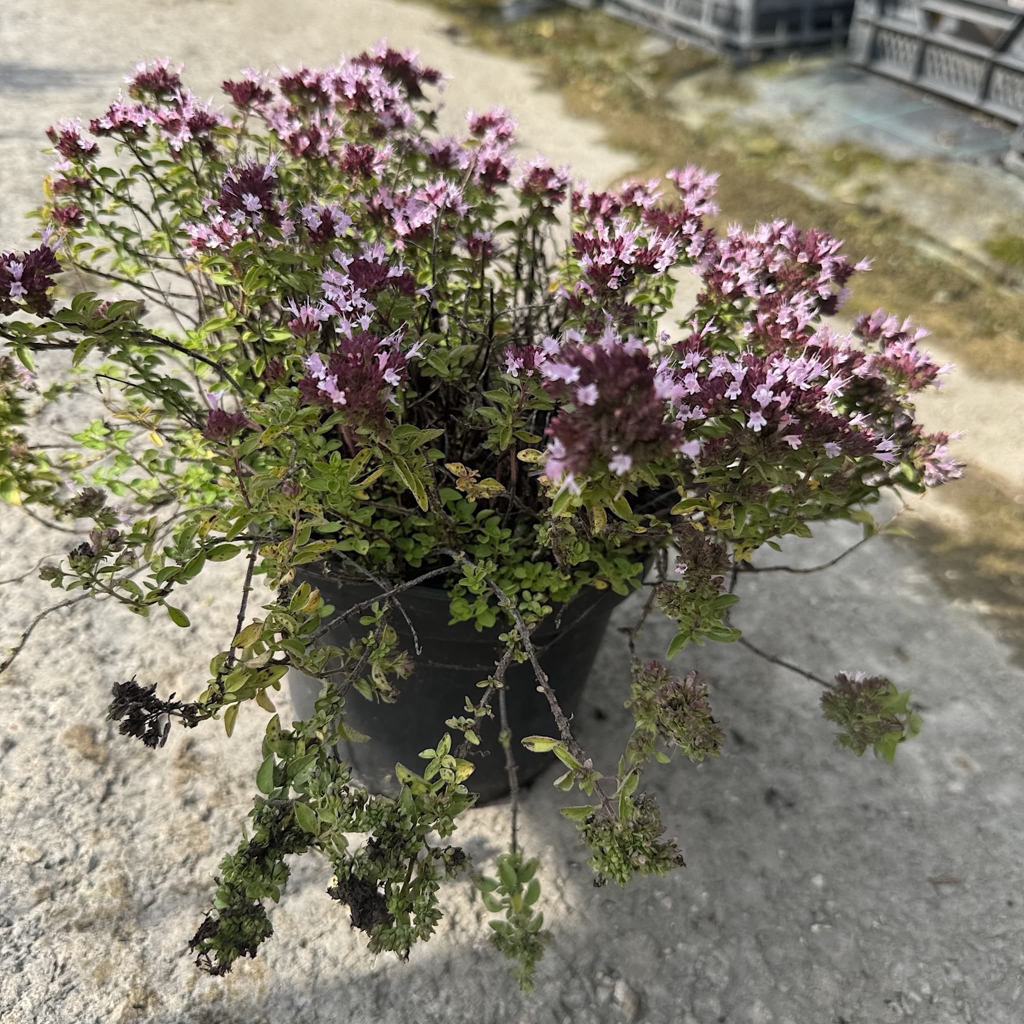 Origanum vulg. 'Compactum'