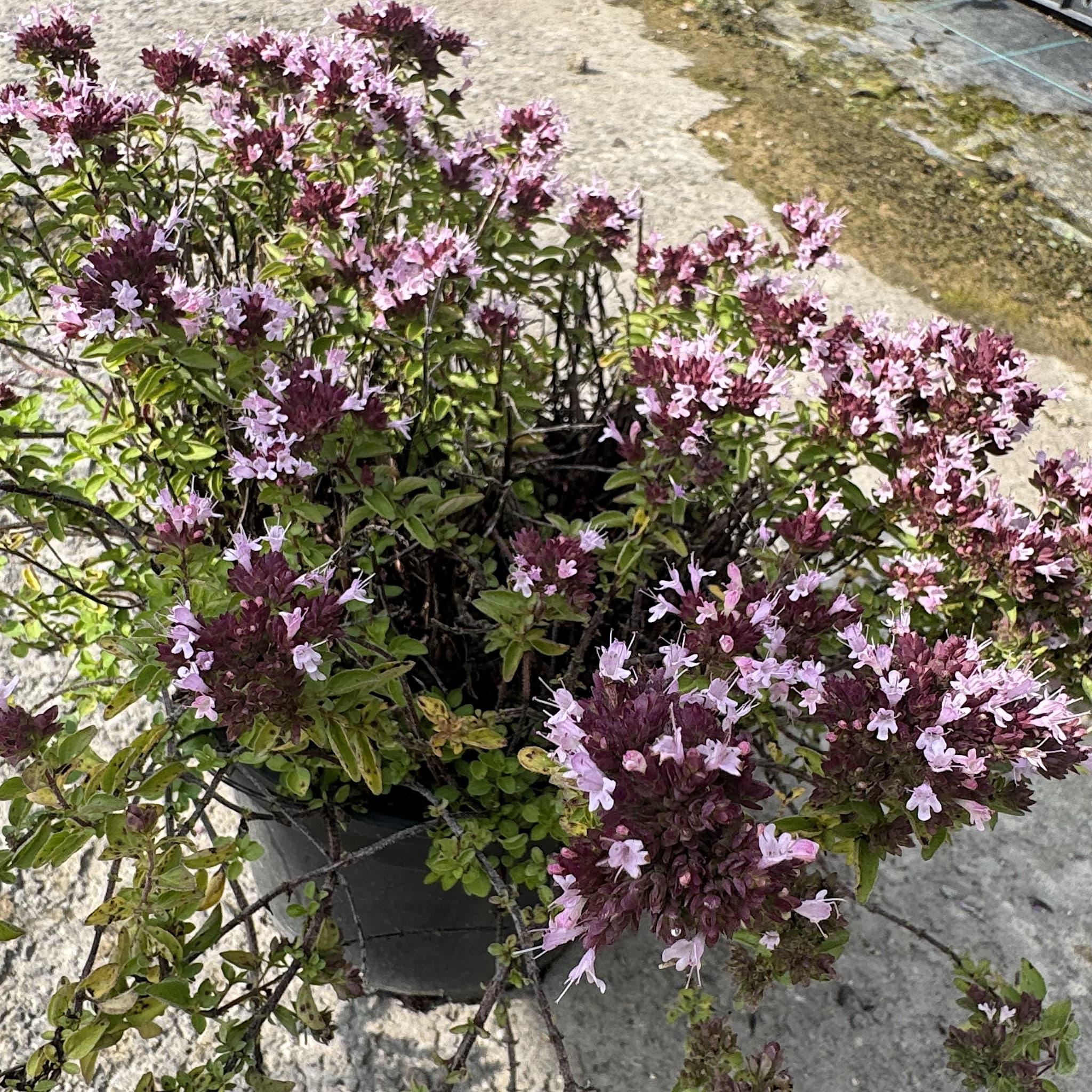 Origanum vulg. 'Compactum'