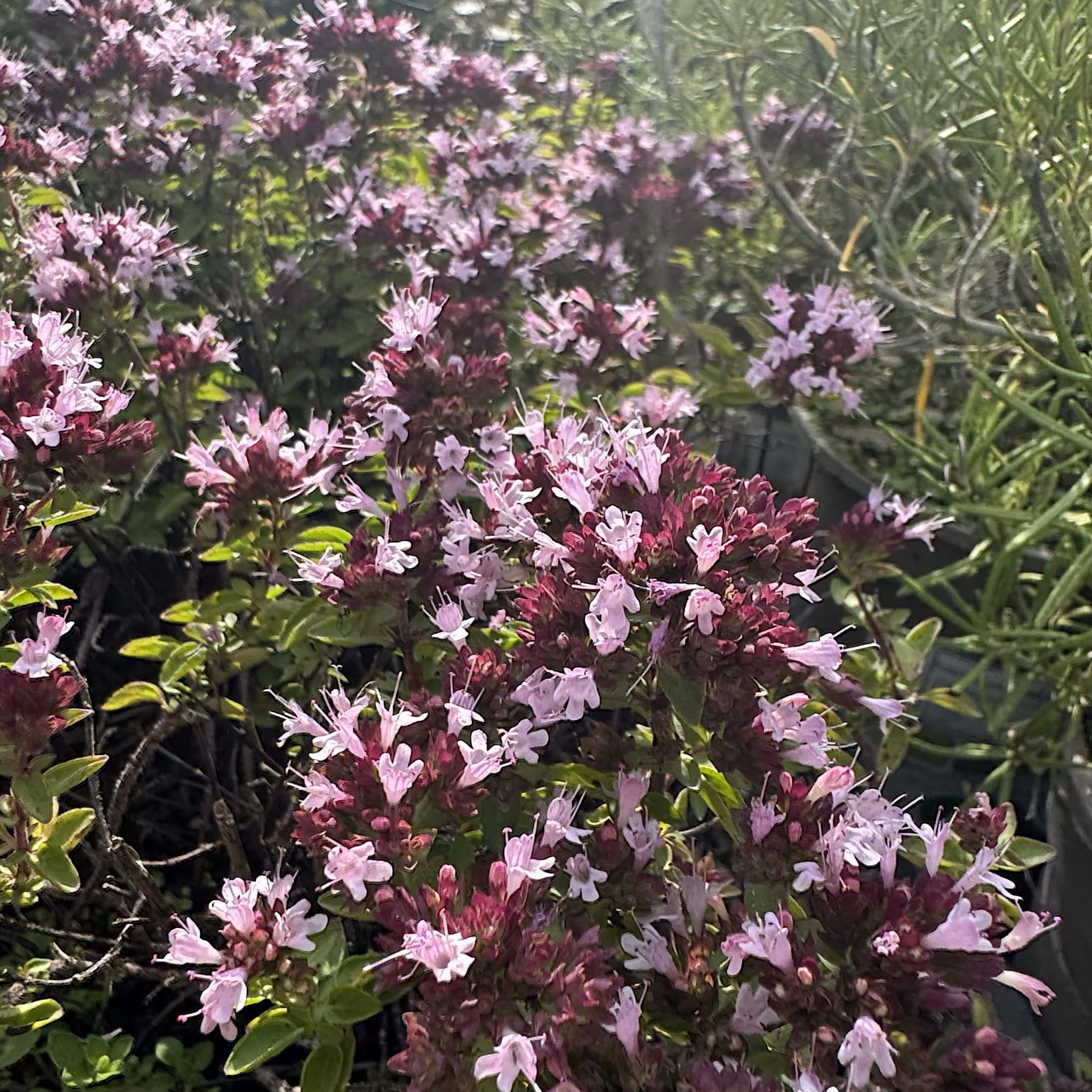 Origanum vulg. 'Compactum'