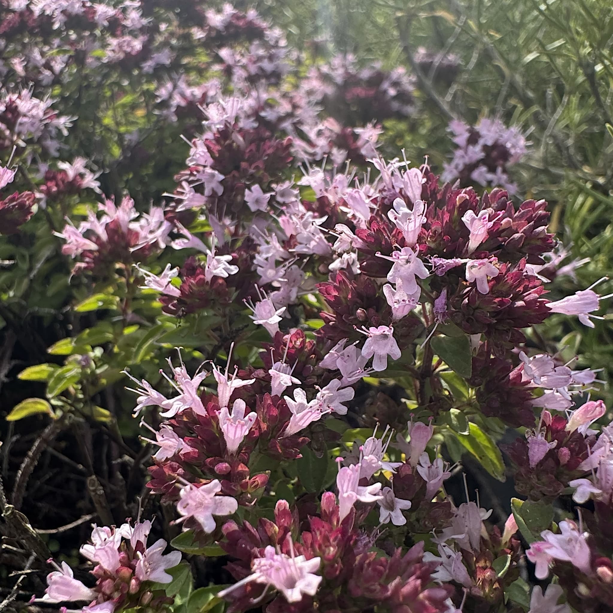 Origanum vulg. 'Compactum'