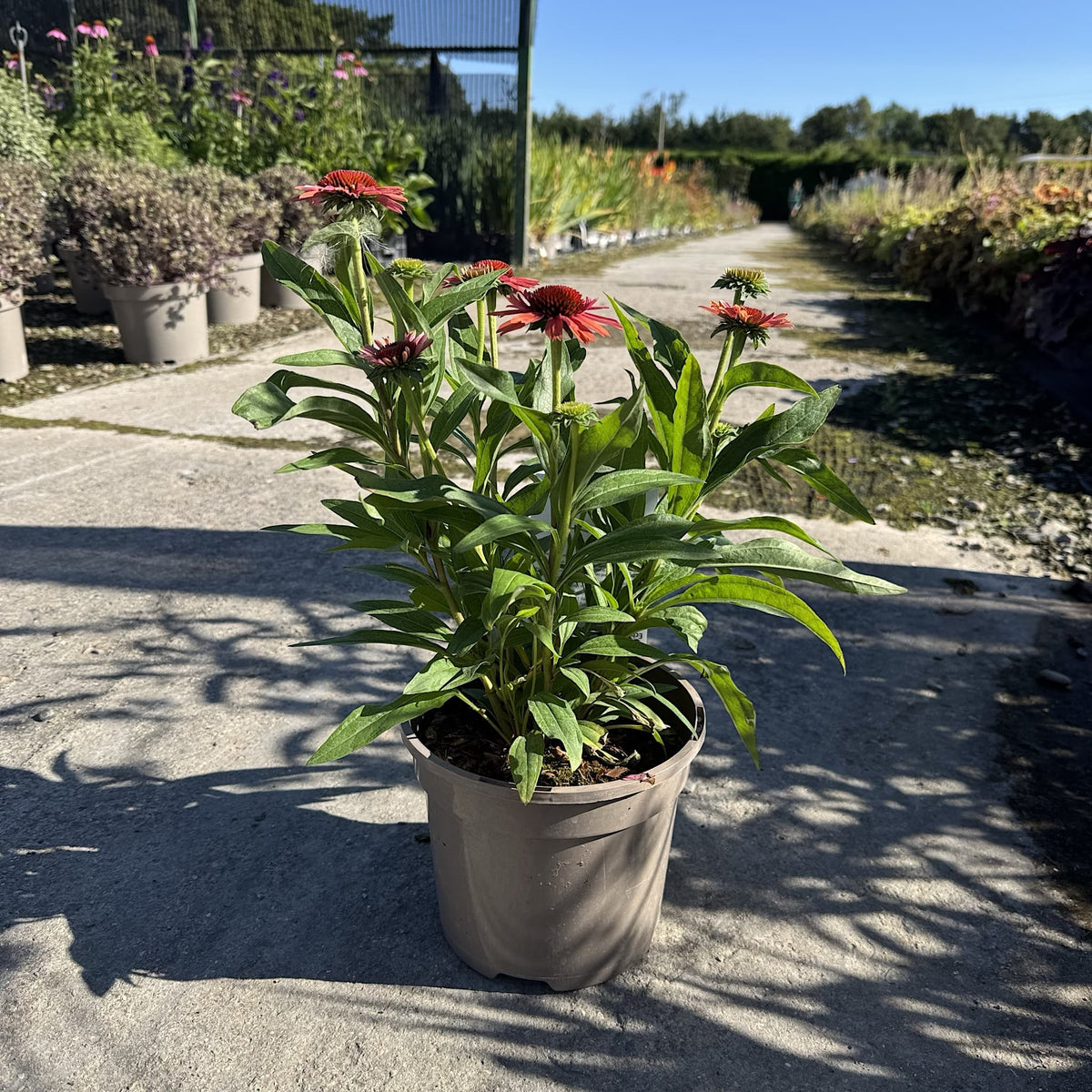 Echinacea 'Meditation Orange'