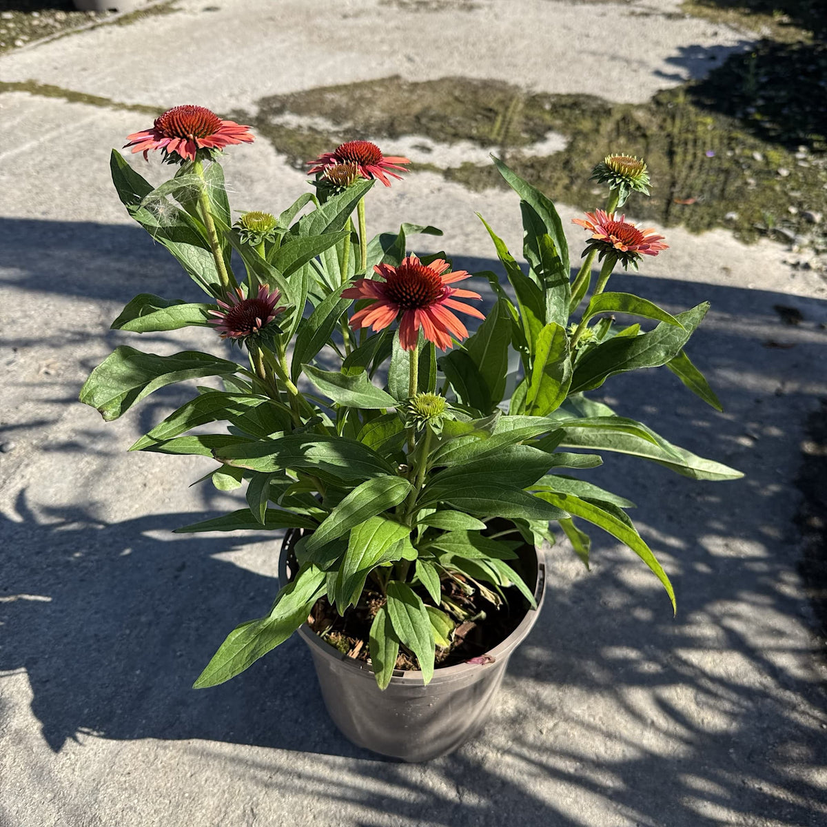 Echinacea 'Meditation Orange'