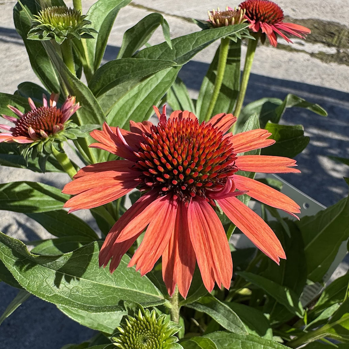 Echinacea 'Meditation Orange'