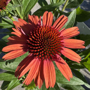 Echinacea 'Meditation Orange'