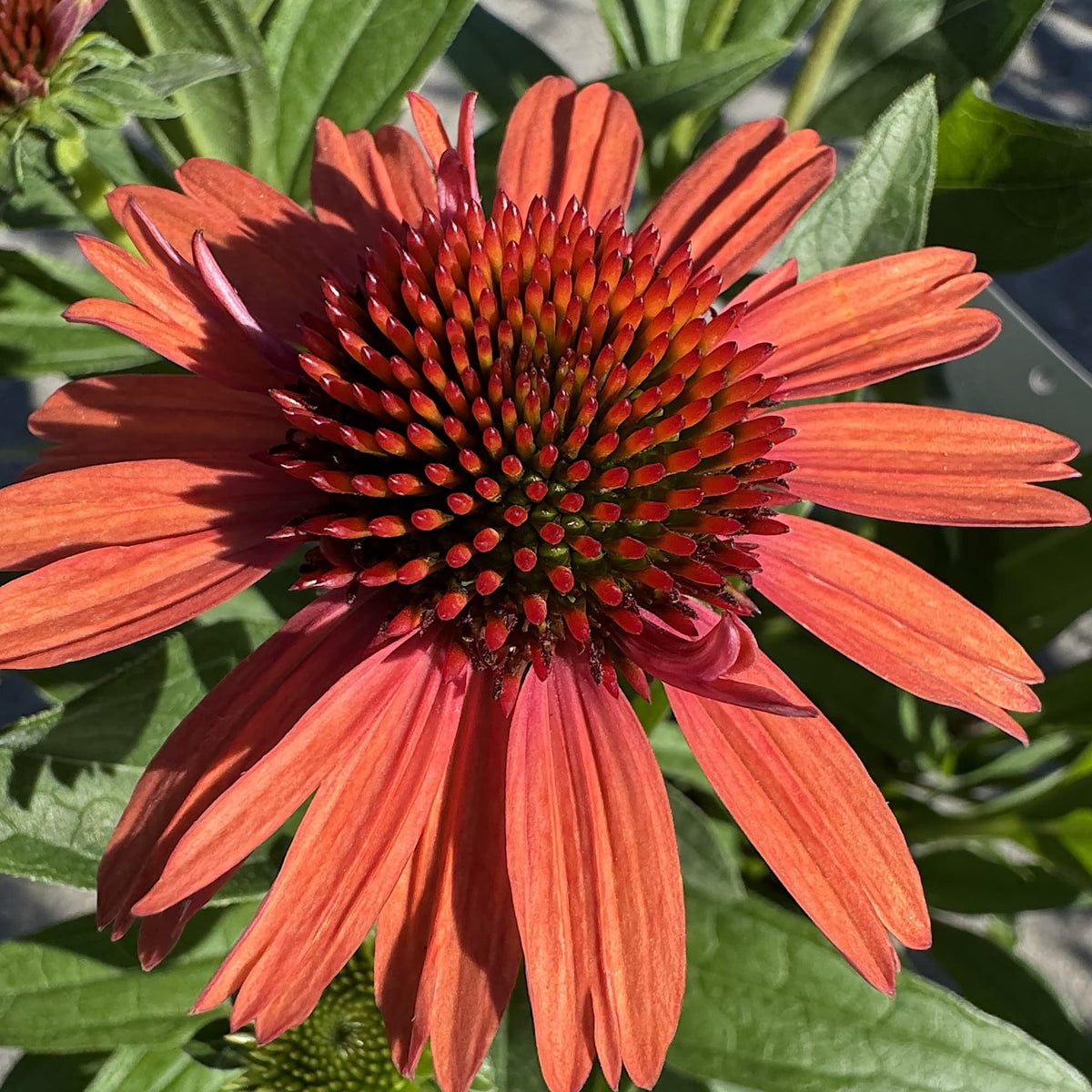 Echinacea 'Meditation Orange'