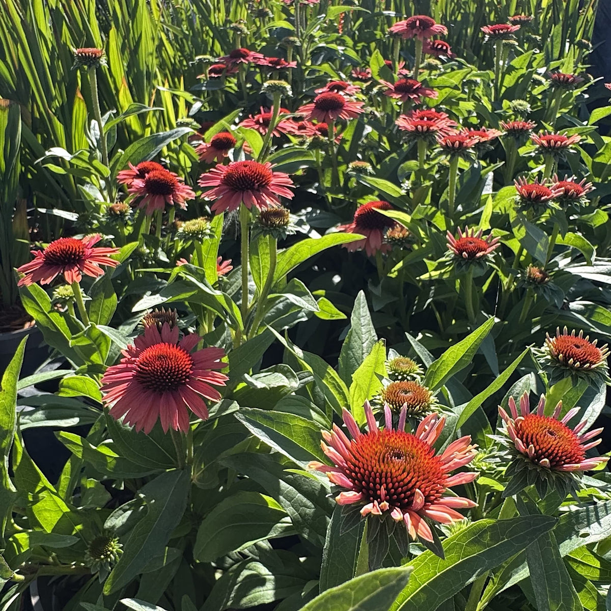 Echinacea 'Meditation Orange'