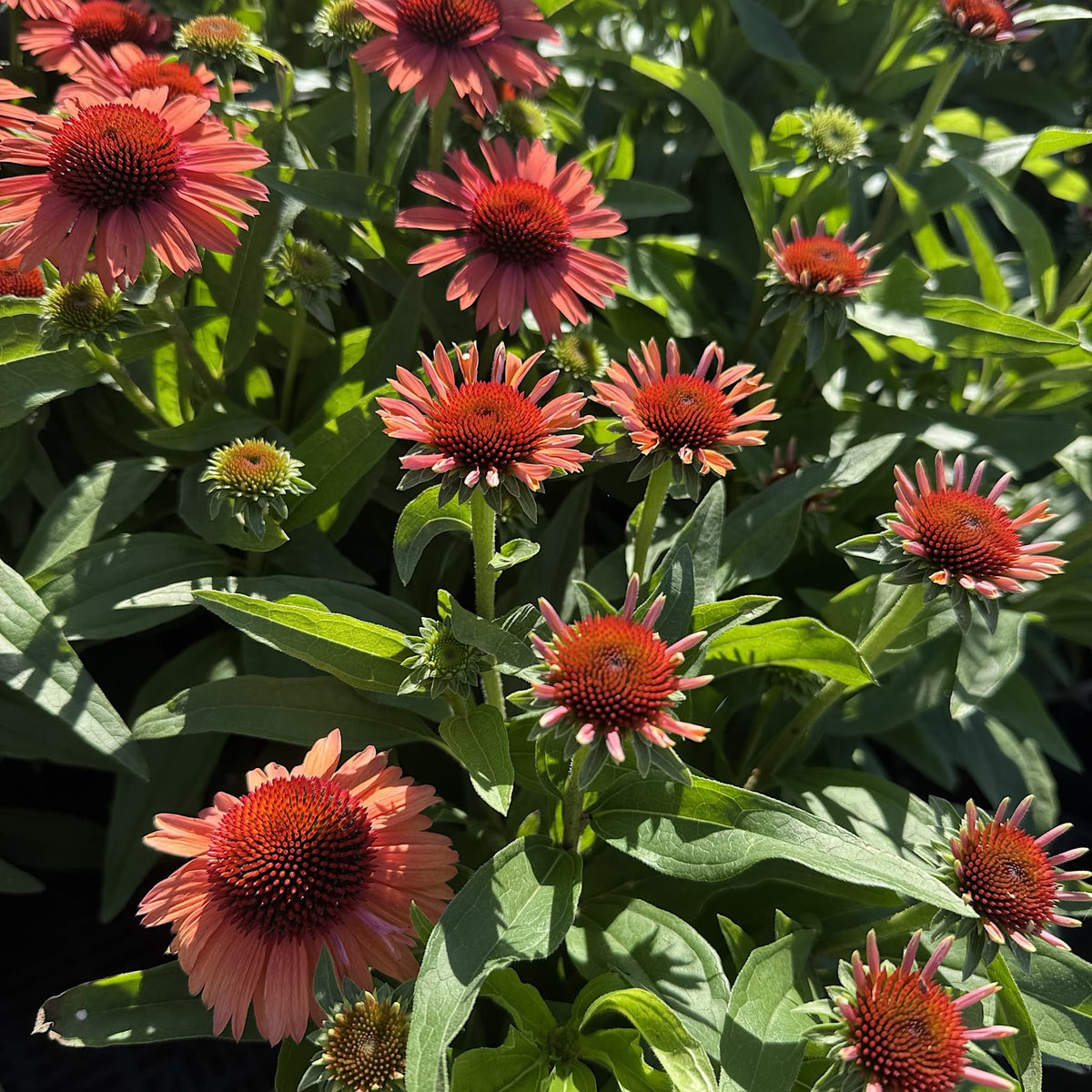 Echinacea 'Meditation Orange'