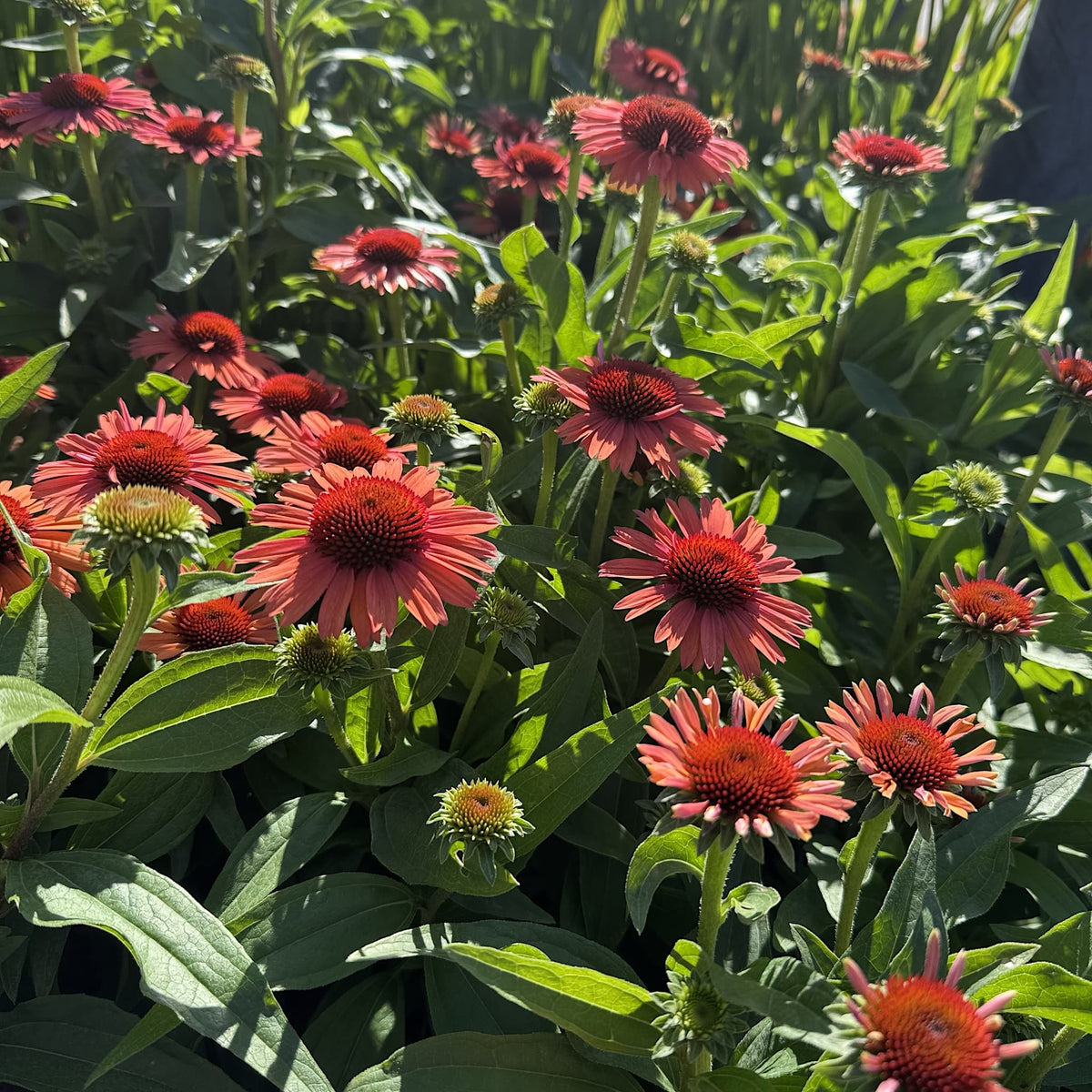 Echinacea 'Meditation Orange'