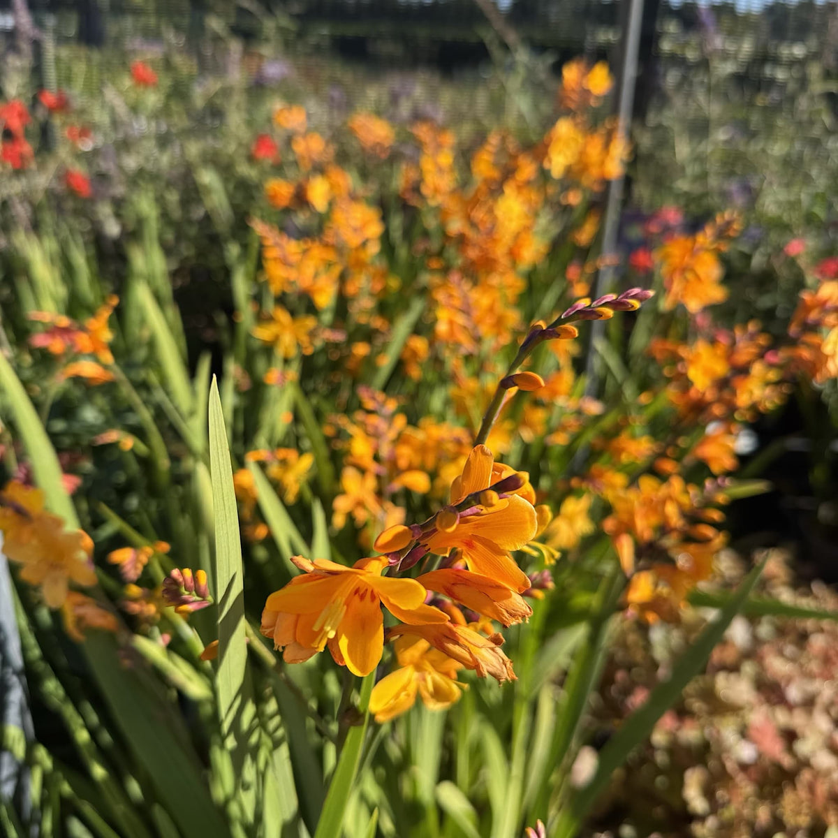 Crocosmia 'Columbus'