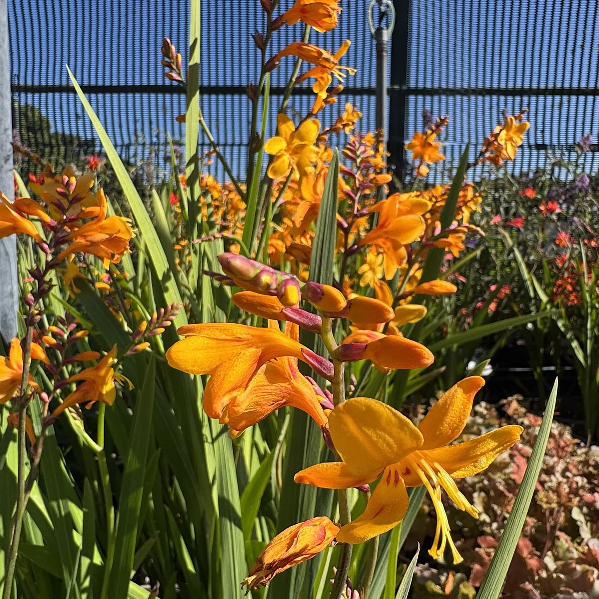 Crocosmia 'Columbus'