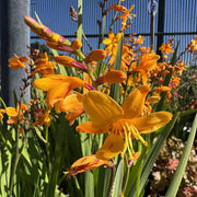 Crocosmia 'Columbus'