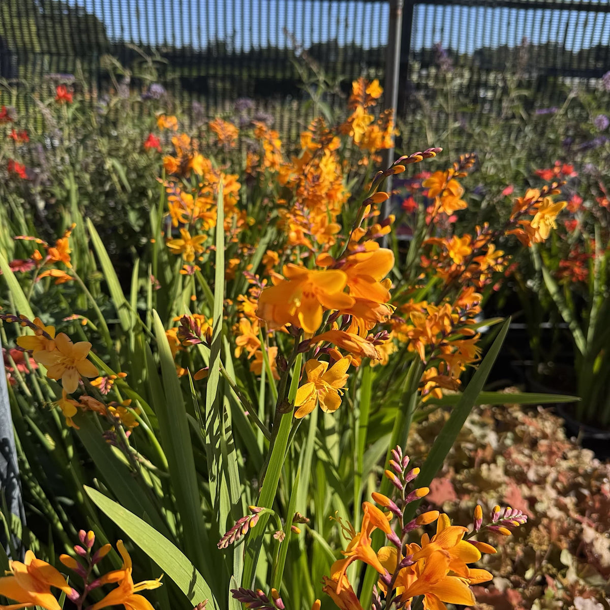 Crocosmia 'Columbus'