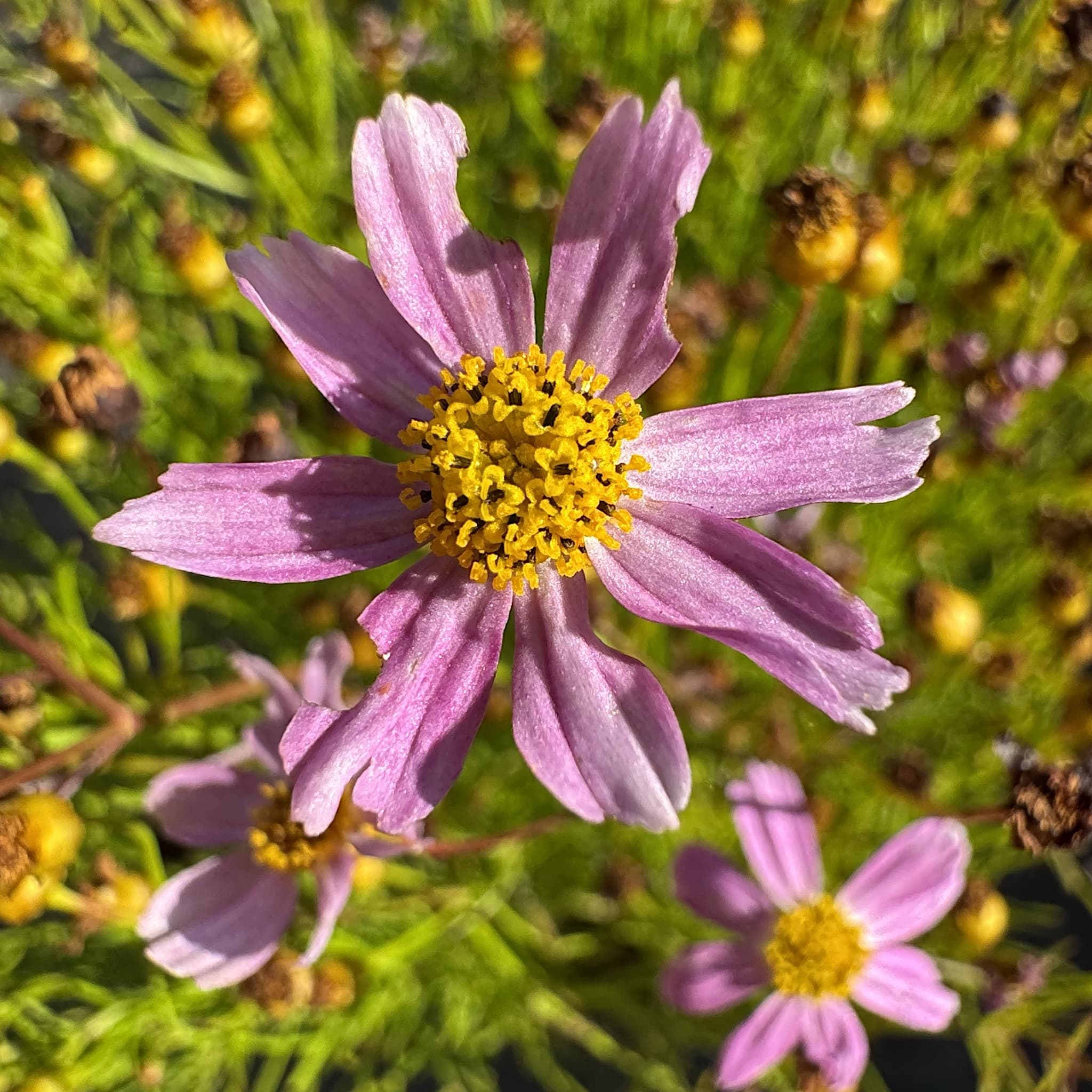 Coreopsis rosea 'American Dream'