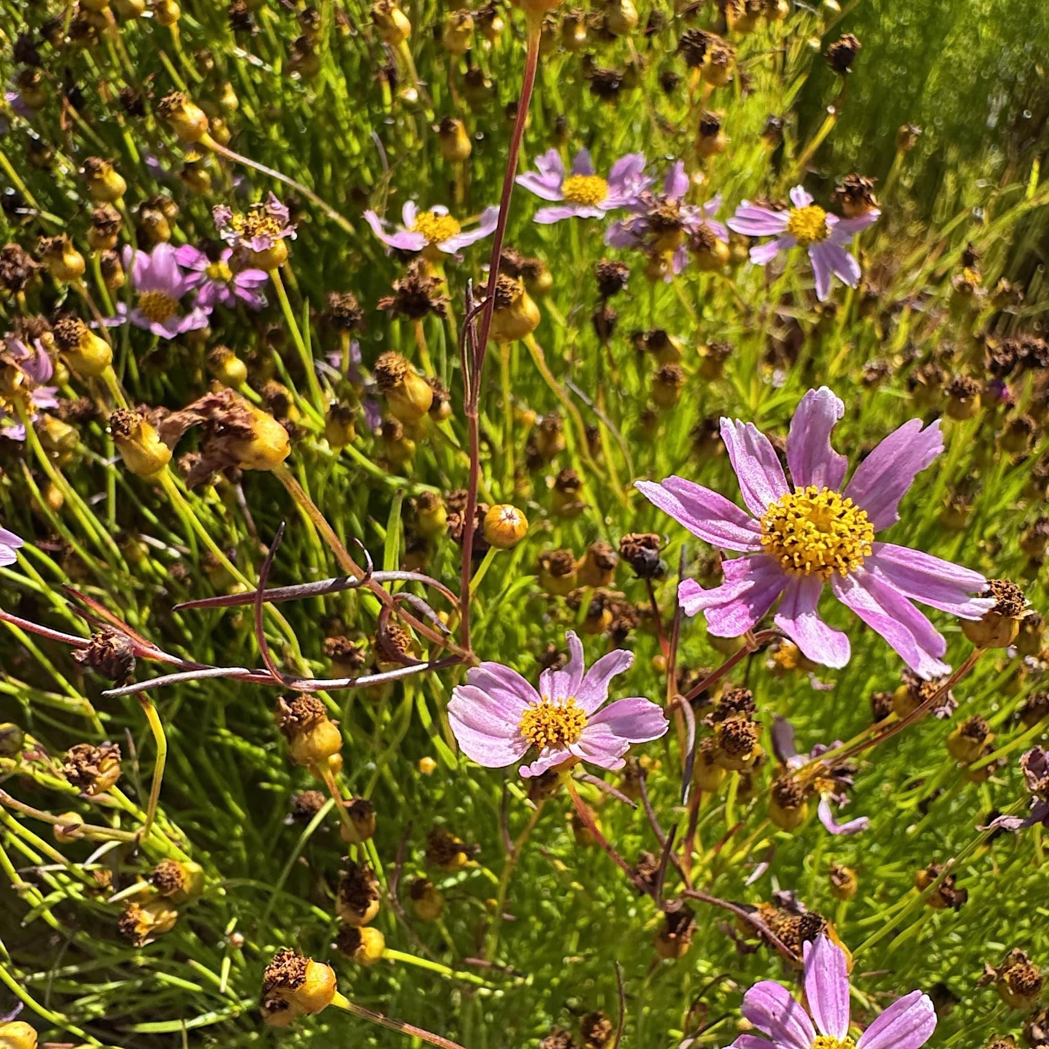 Coreopsis rosea 'American Dream'