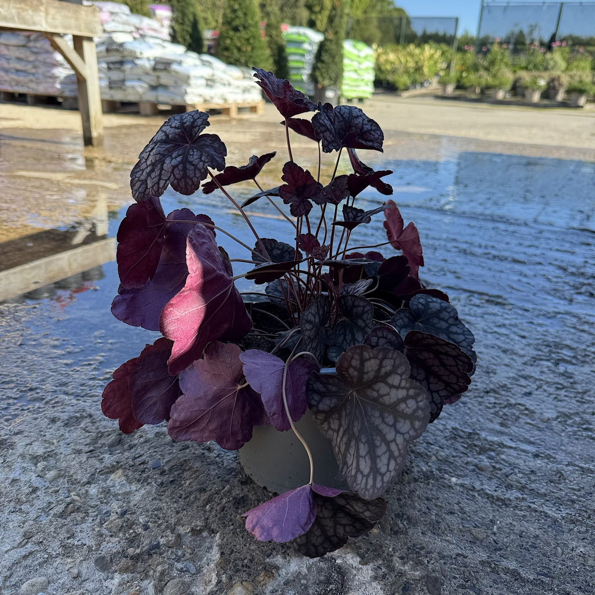 Heuchera 'Velvet Night'