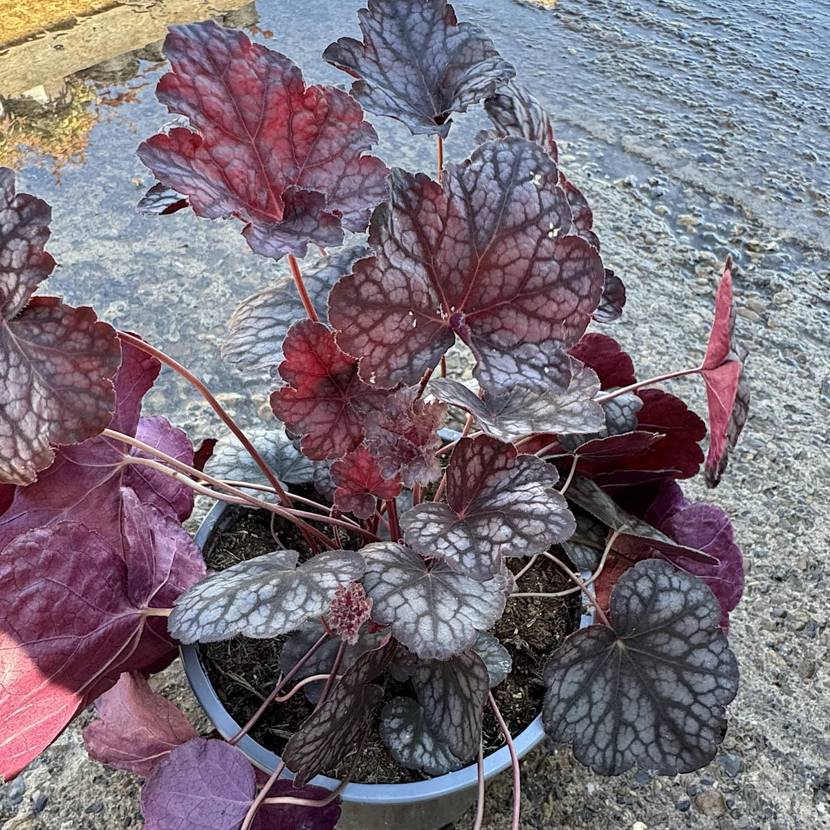 Heuchera 'Velvet Night'