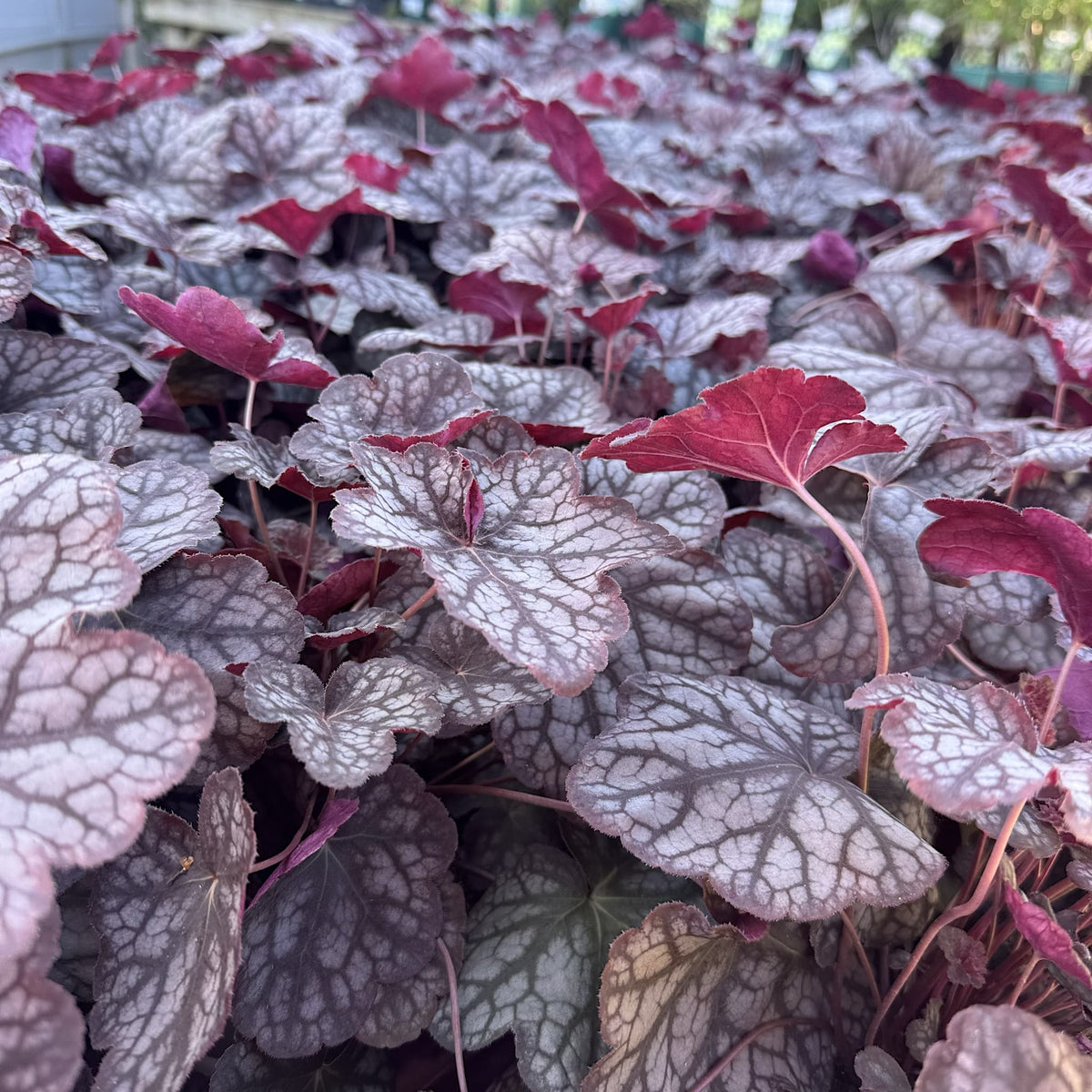 Heuchera 'Velvet Night'