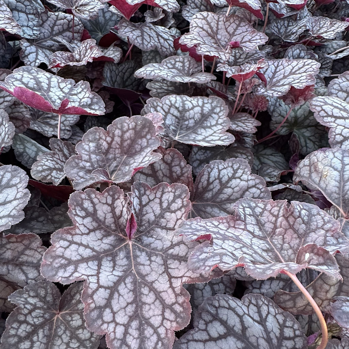 Heuchera 'Velvet Night'
