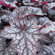 Heuchera 'Velvet Night'