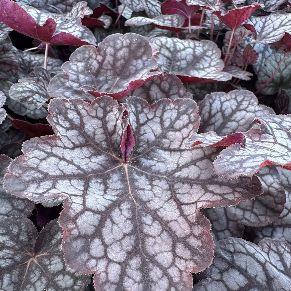 Heuchera 'Velvet Night'