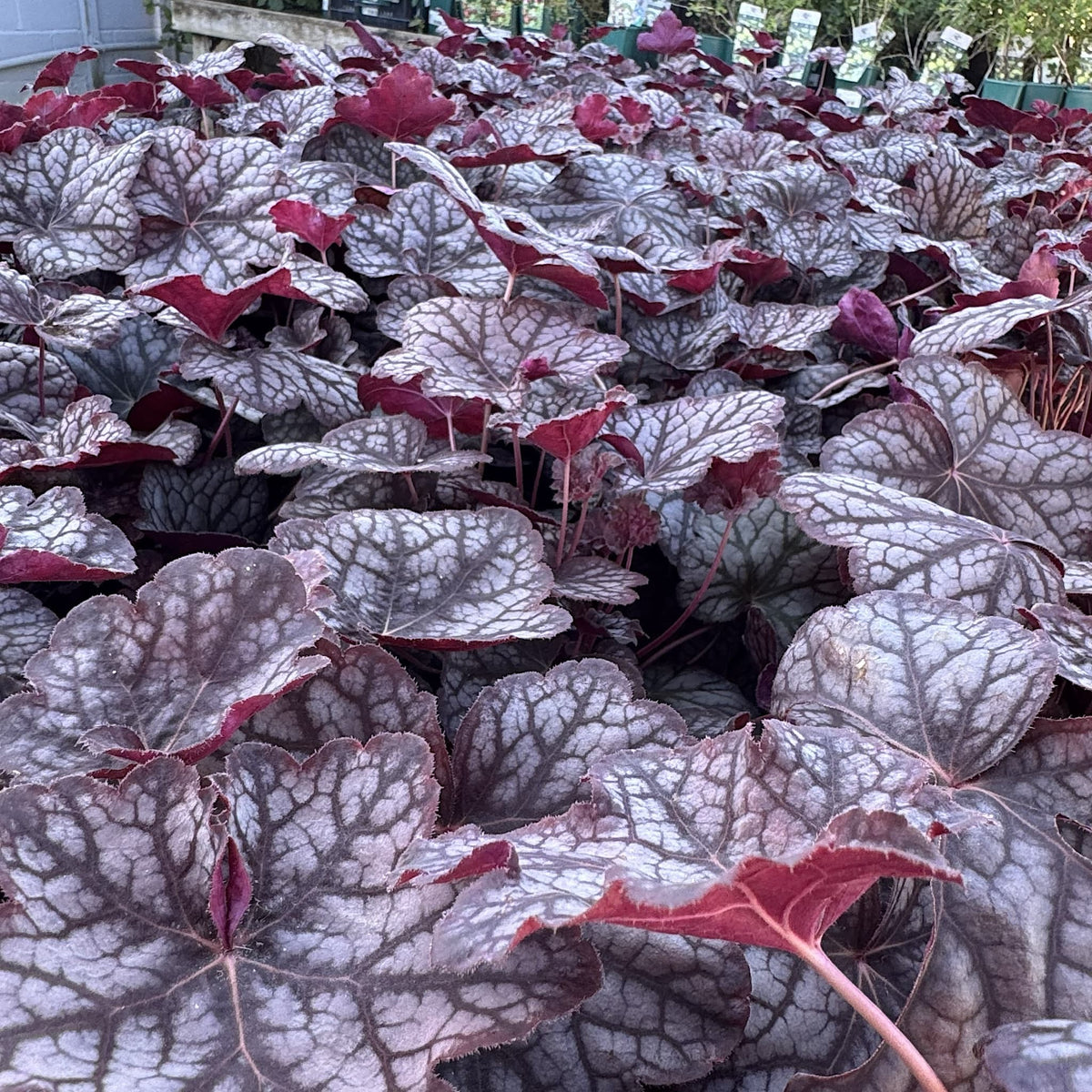Heuchera 'Velvet Night'