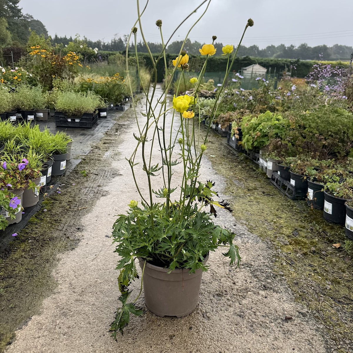Trollius 'Alabaster'