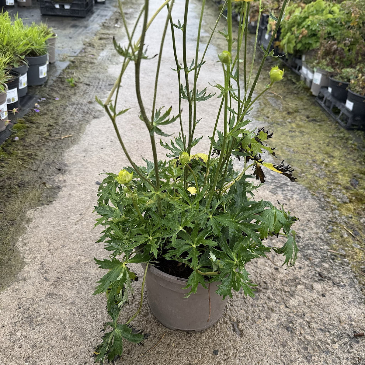 Trollius 'Alabaster'
