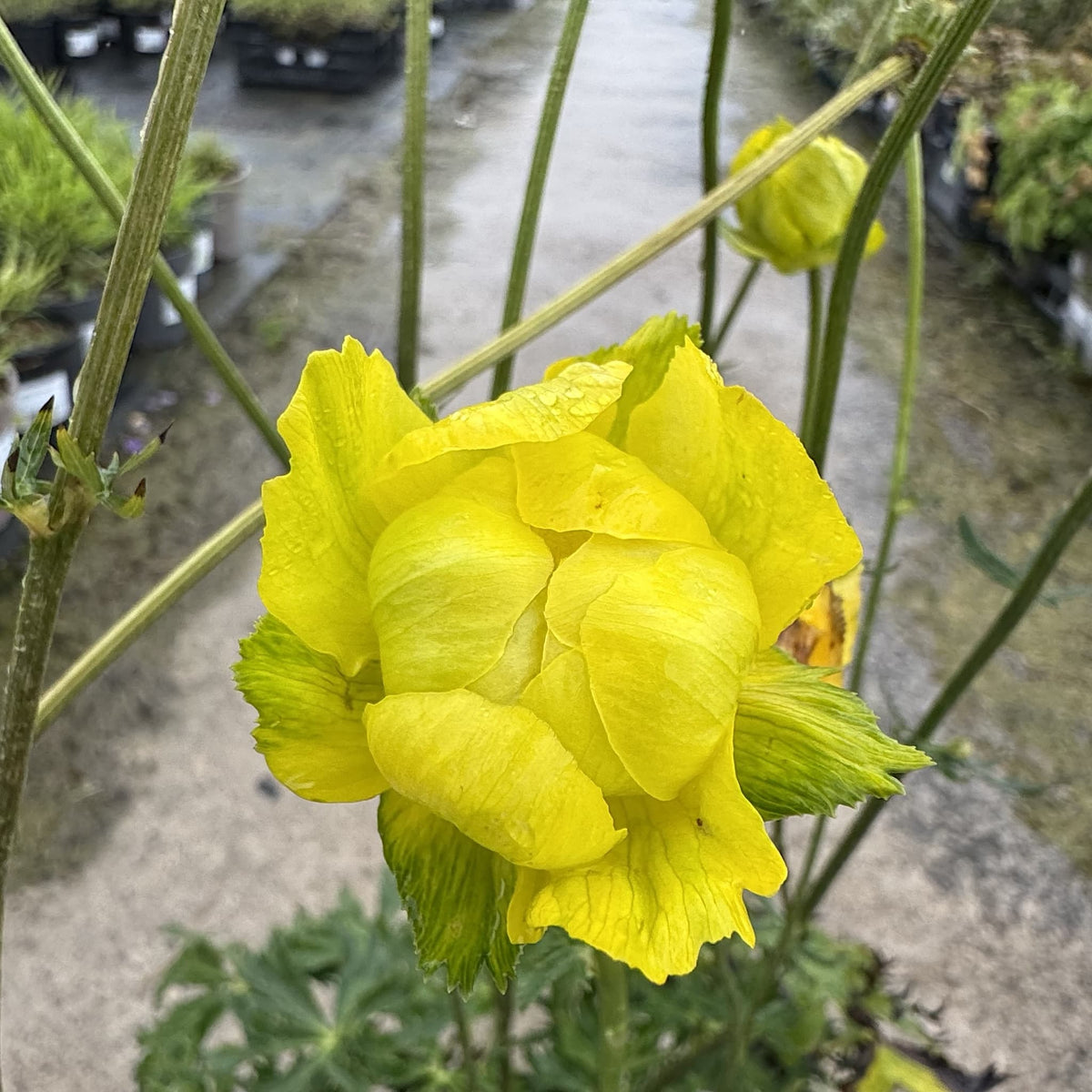 Trollius 'Alabaster'