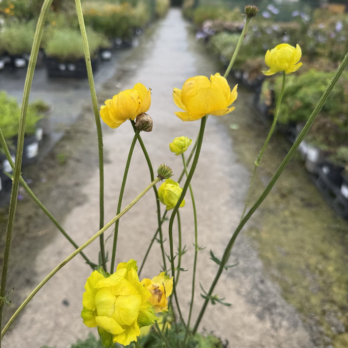 Trollius 'Alabaster'