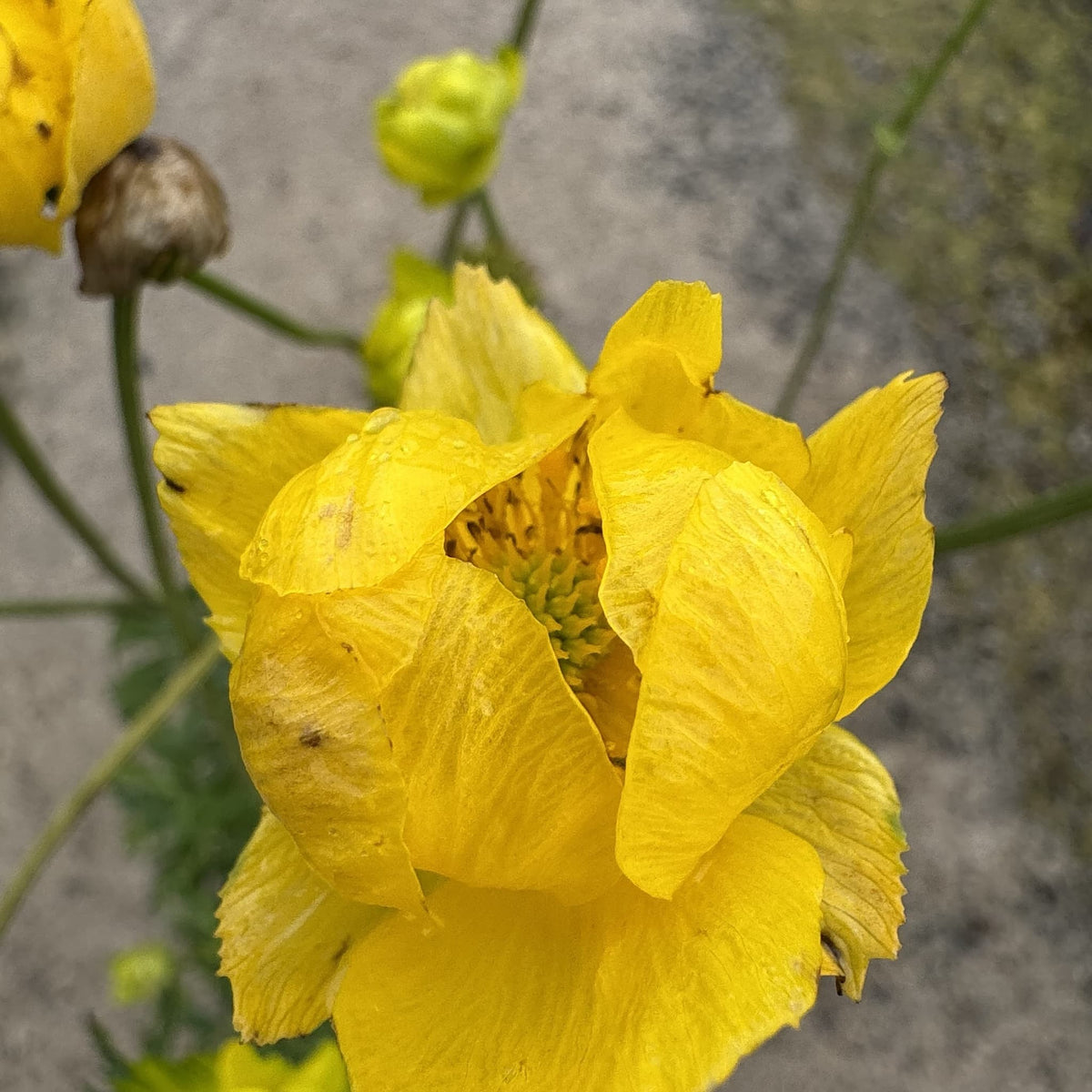 Trollius 'Alabaster'