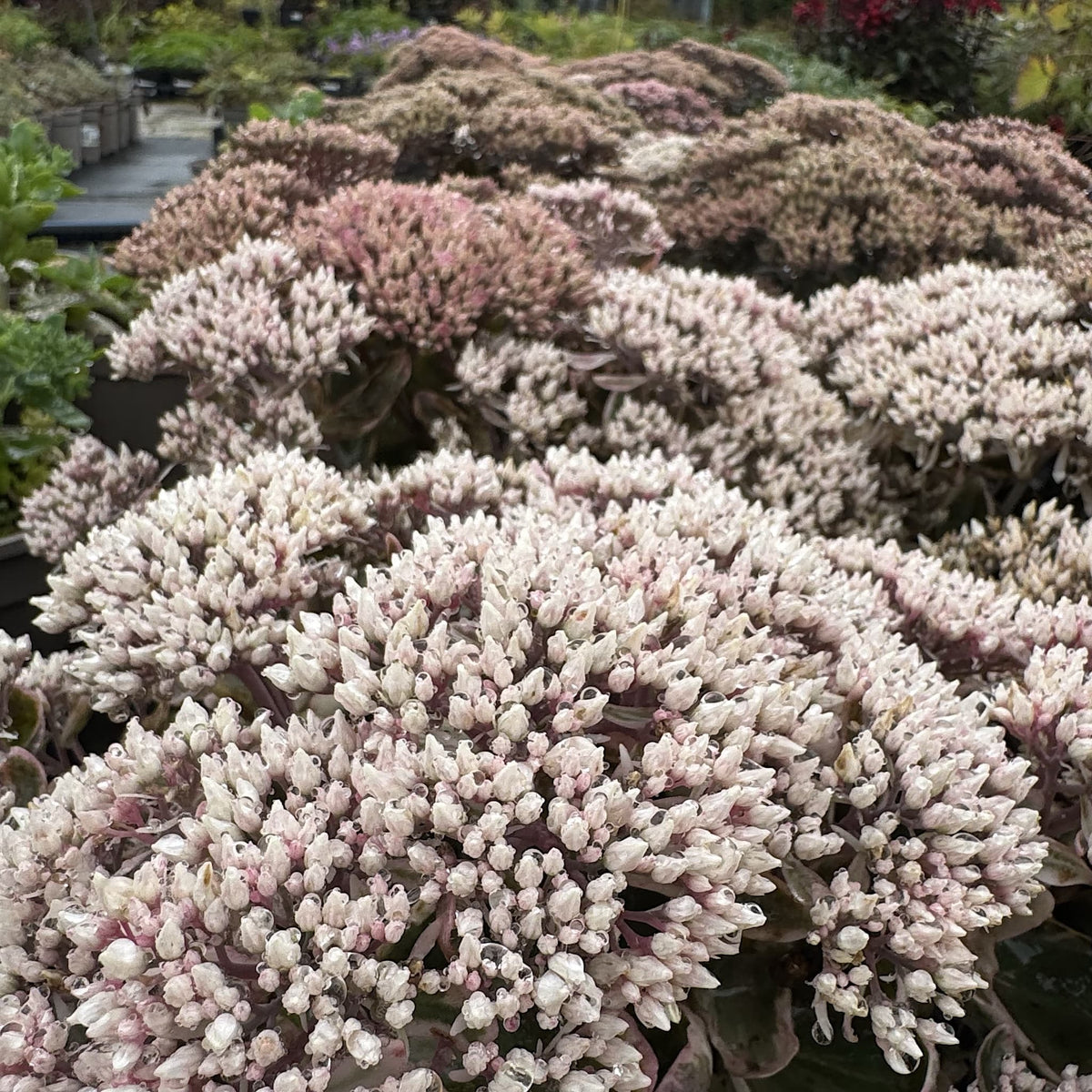 Sedum 'La Vie en Rose'