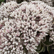 Sedum 'La Vie en Rose'