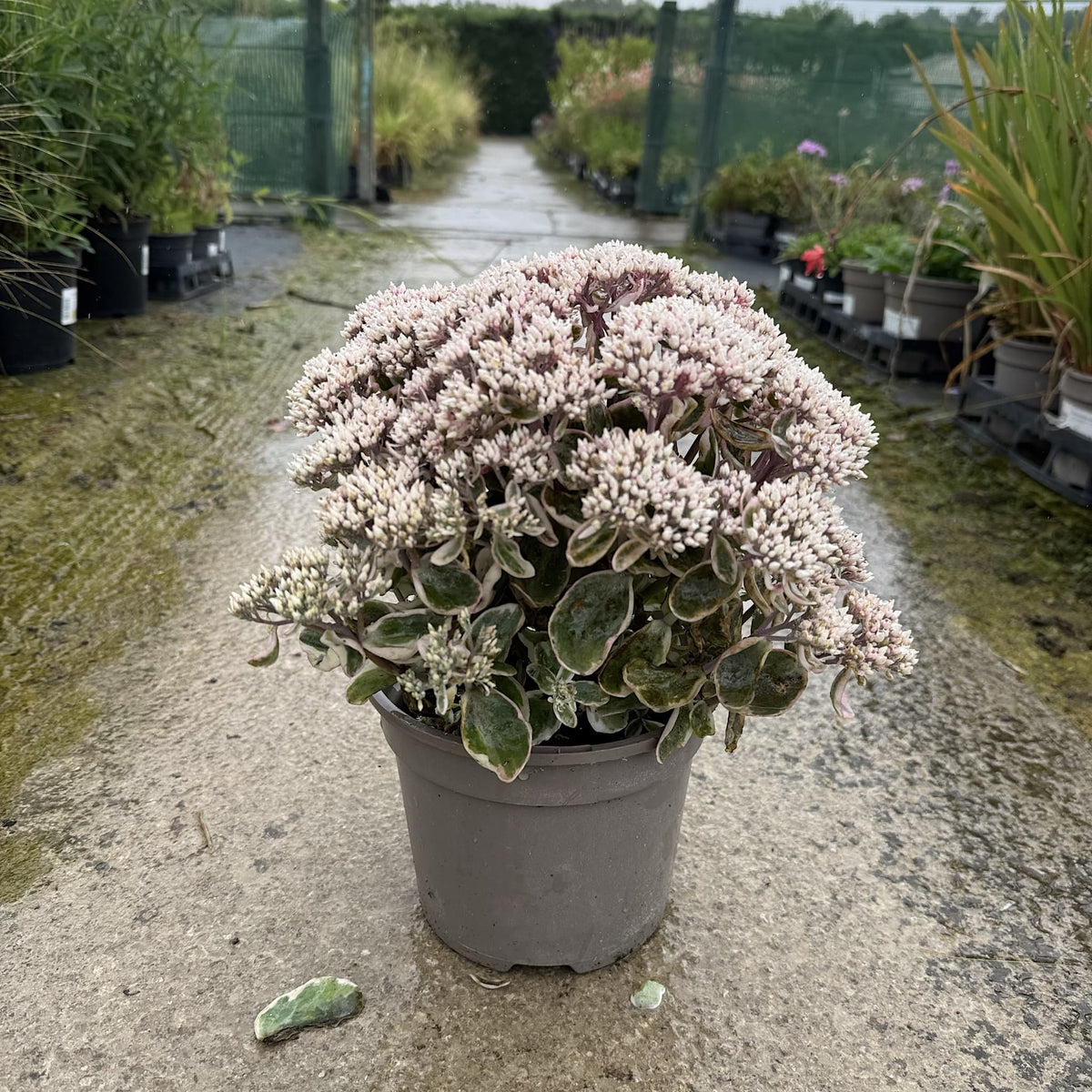 Sedum 'La Vie en Rose'