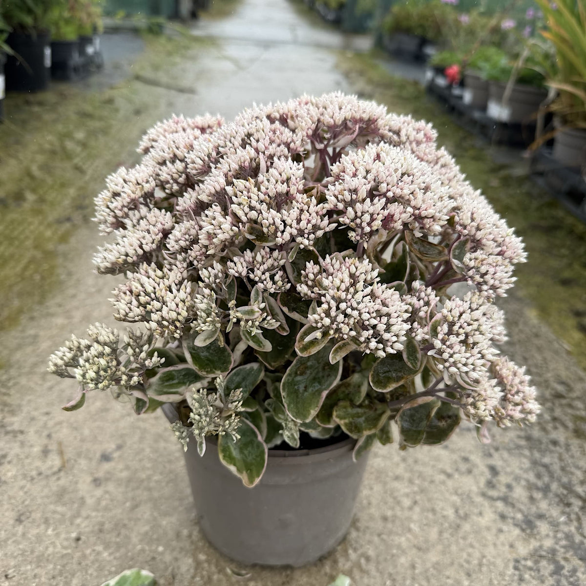 Sedum 'La Vie en Rose'
