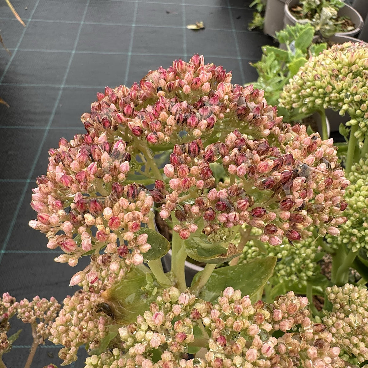 Sedum spec. 'Autumn Joy'