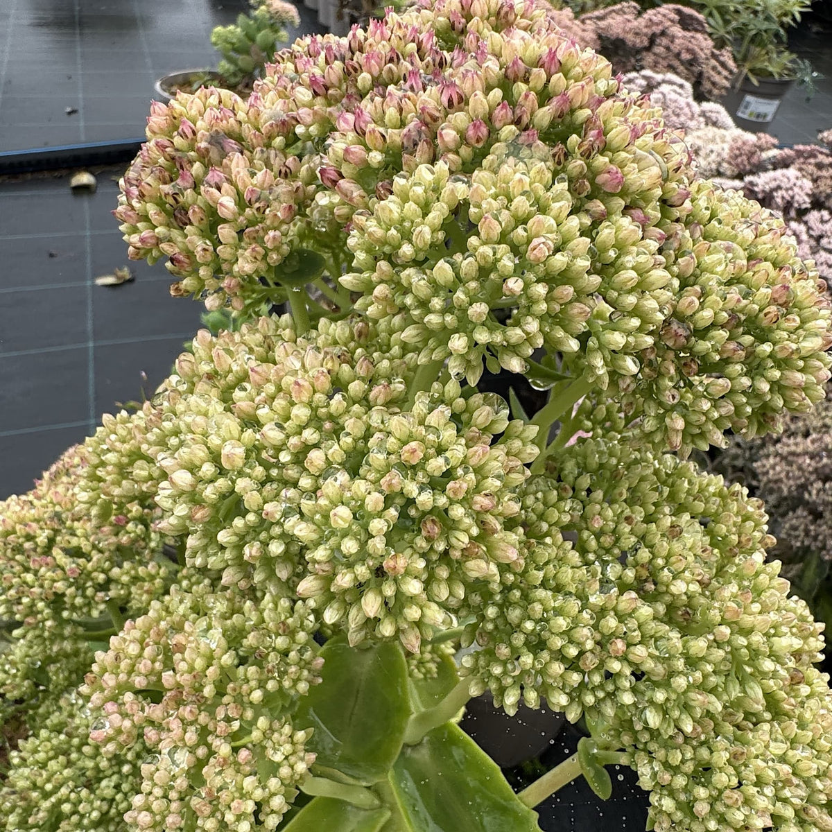 Sedum spec. 'Autumn Joy'