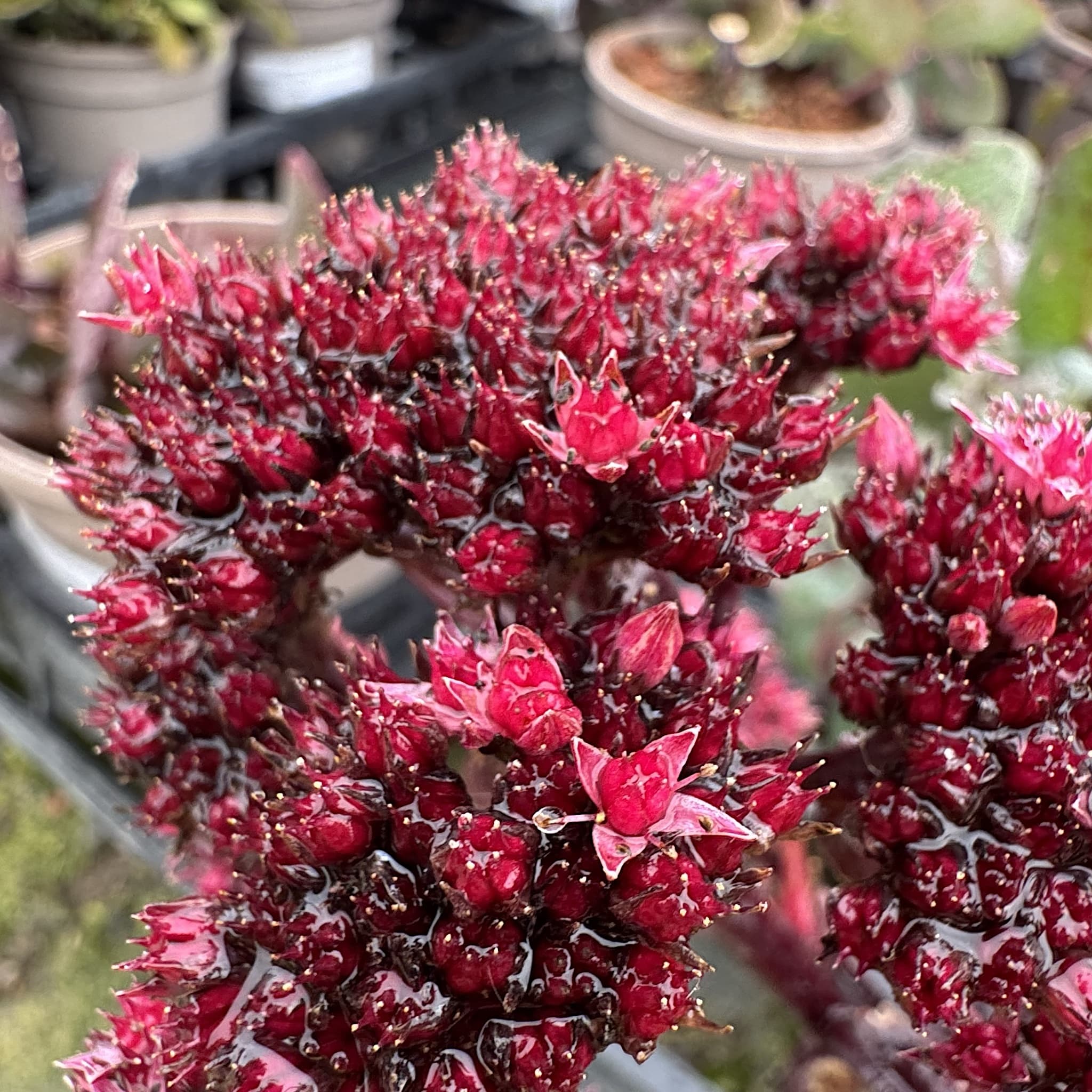 Sedum 'Purple Emperor'
