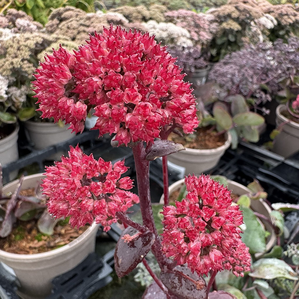 Sedum 'Purple Emperor'
