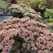 Sedum Seduction 'Pink Passion'