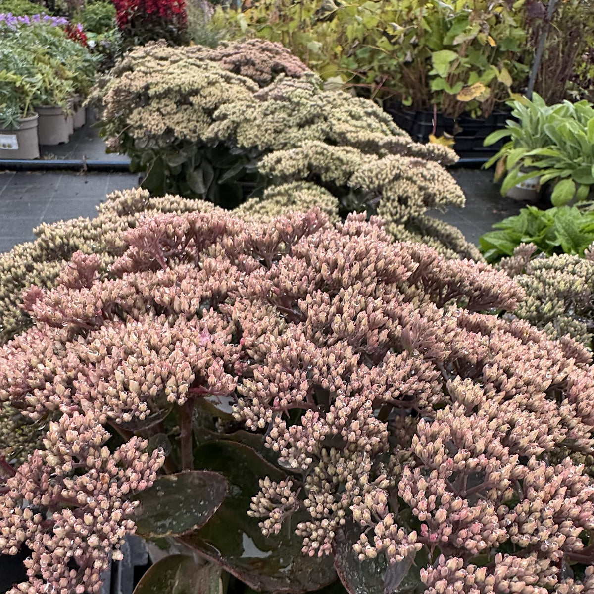 Sedum Seduction 'Pink Passion'