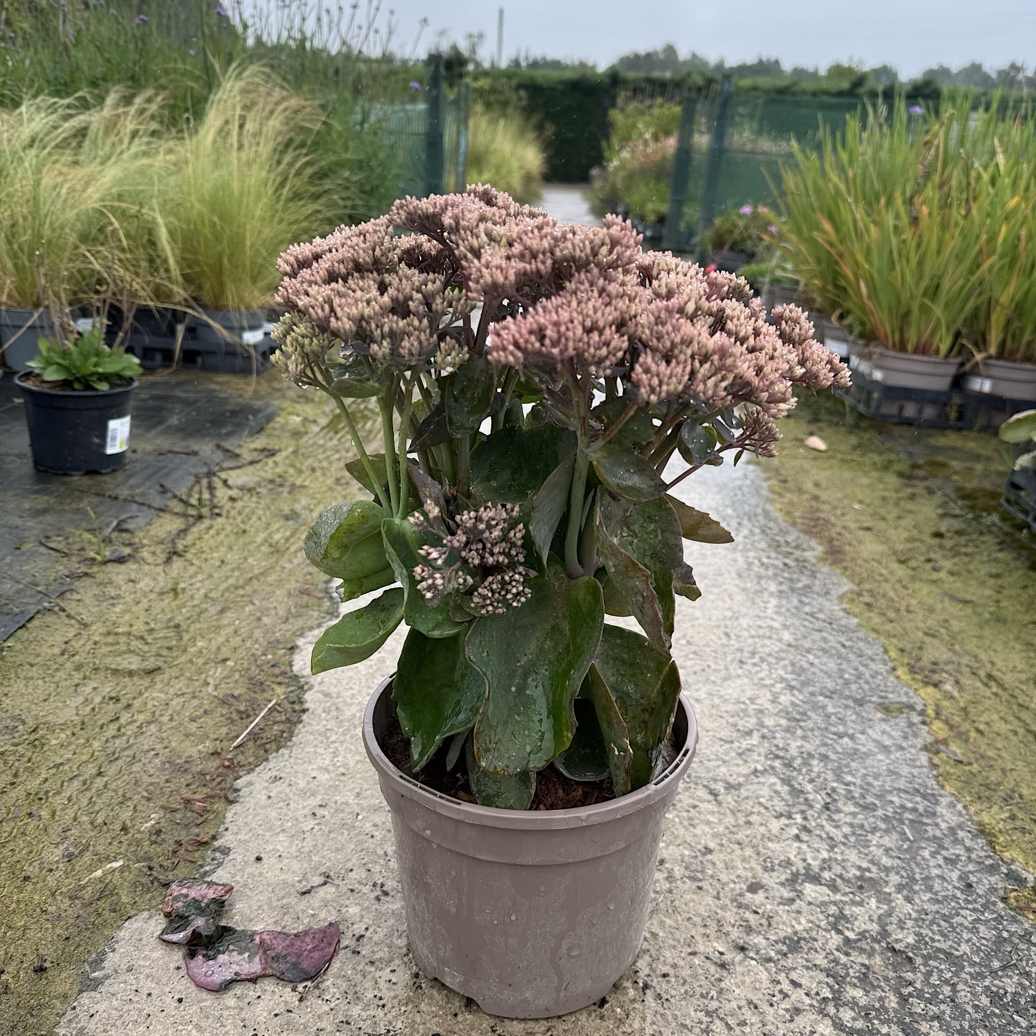 Sedum Seduction 'Pink Passion'
