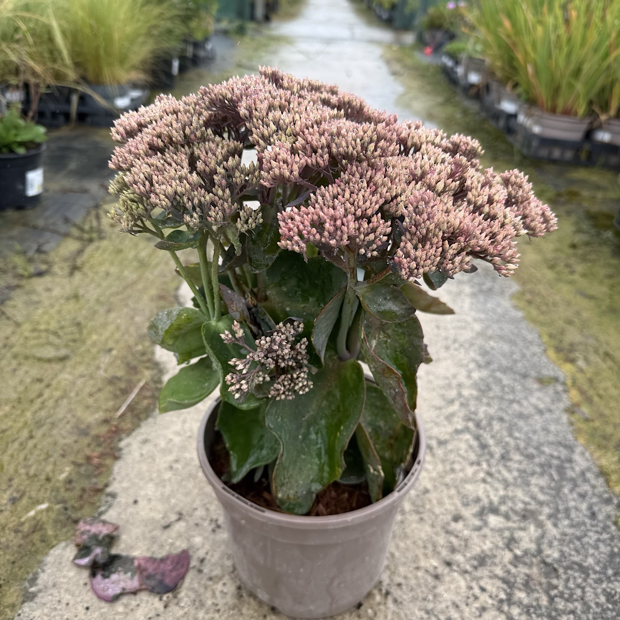 Sedum Seduction 'Pink Passion'