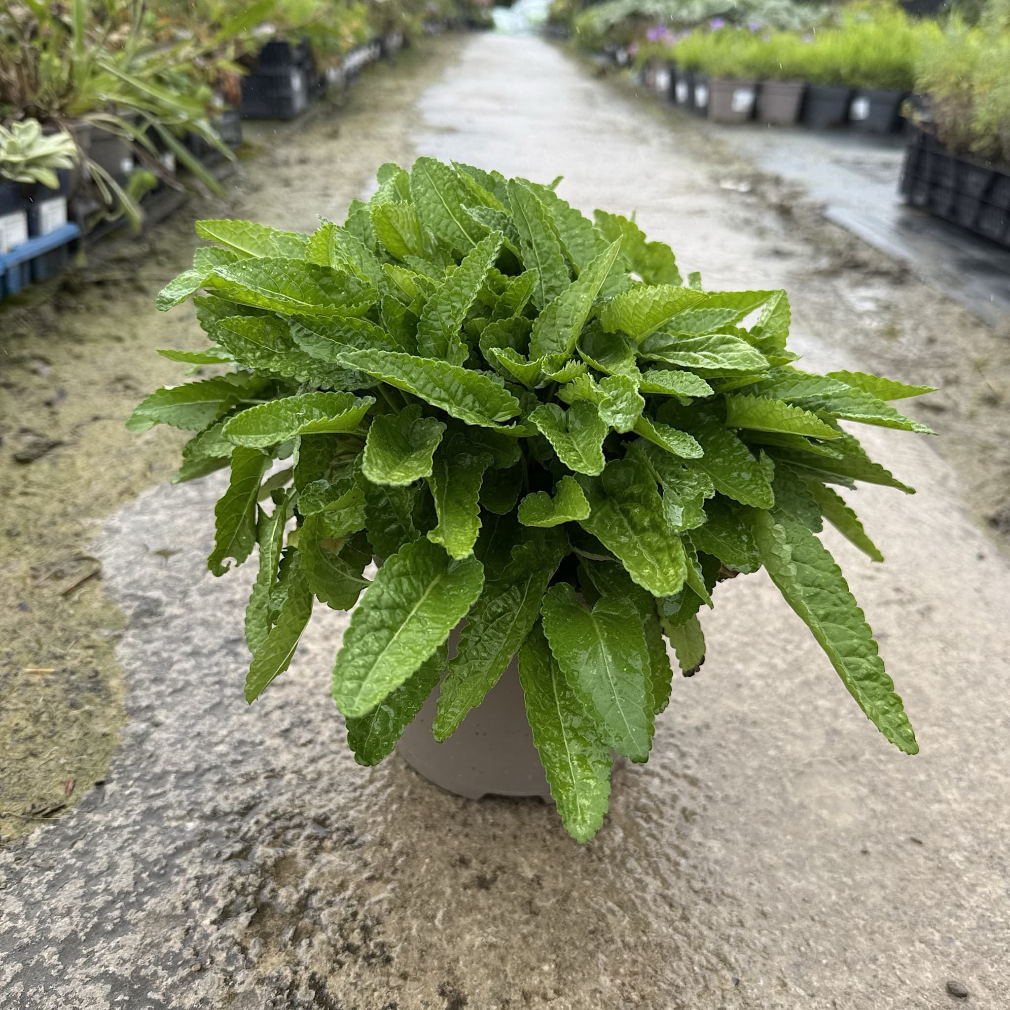 Stachys monieri 'Hummelo'