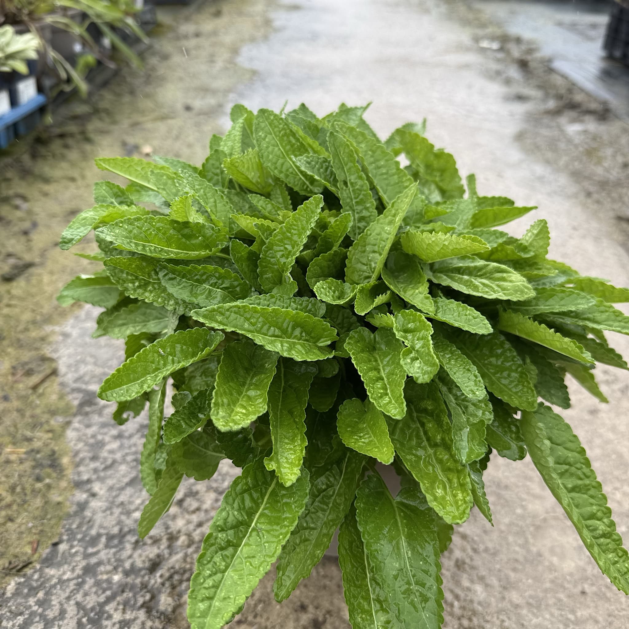 Stachys monieri 'Hummelo'
