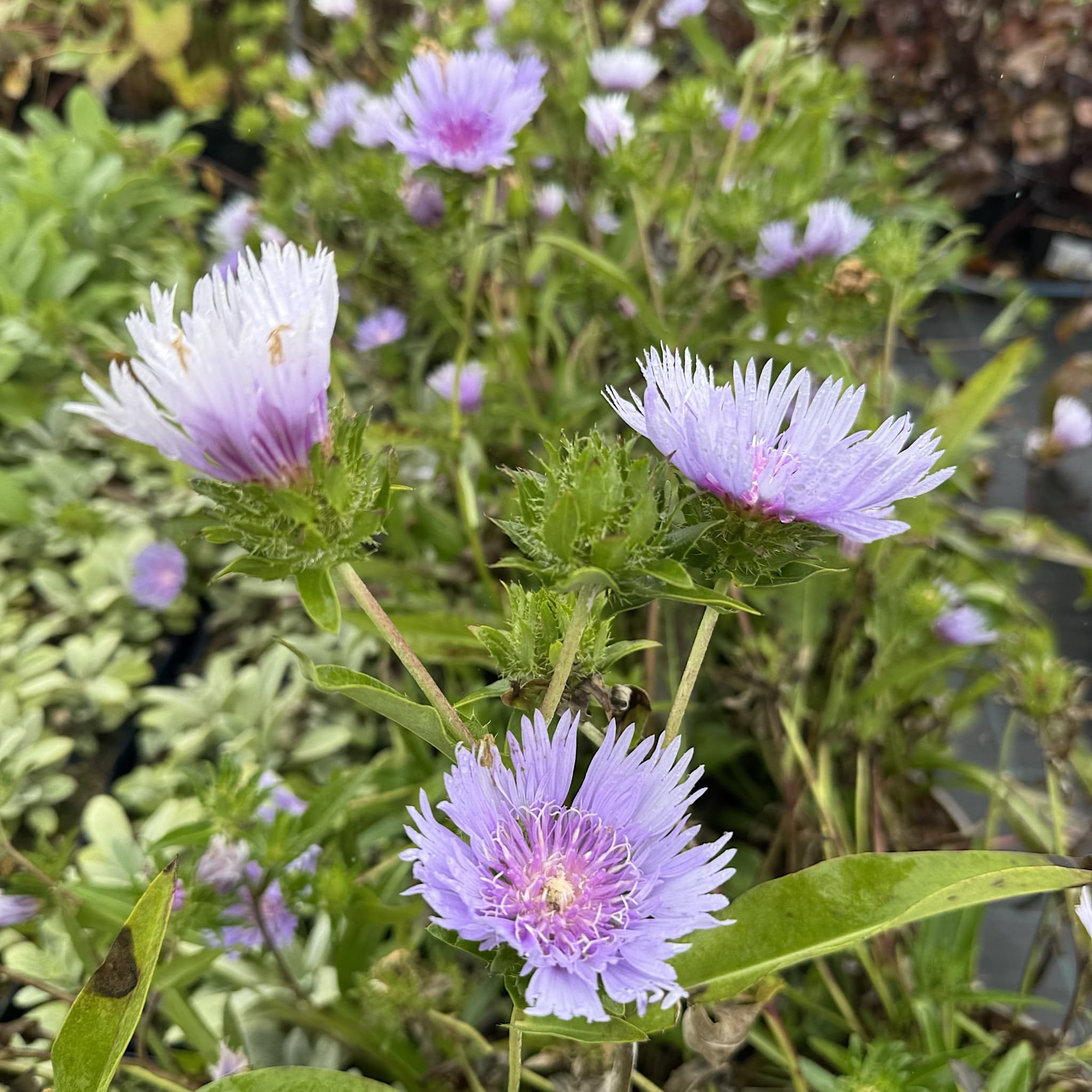 Stokesia laevis 'Blue Star'