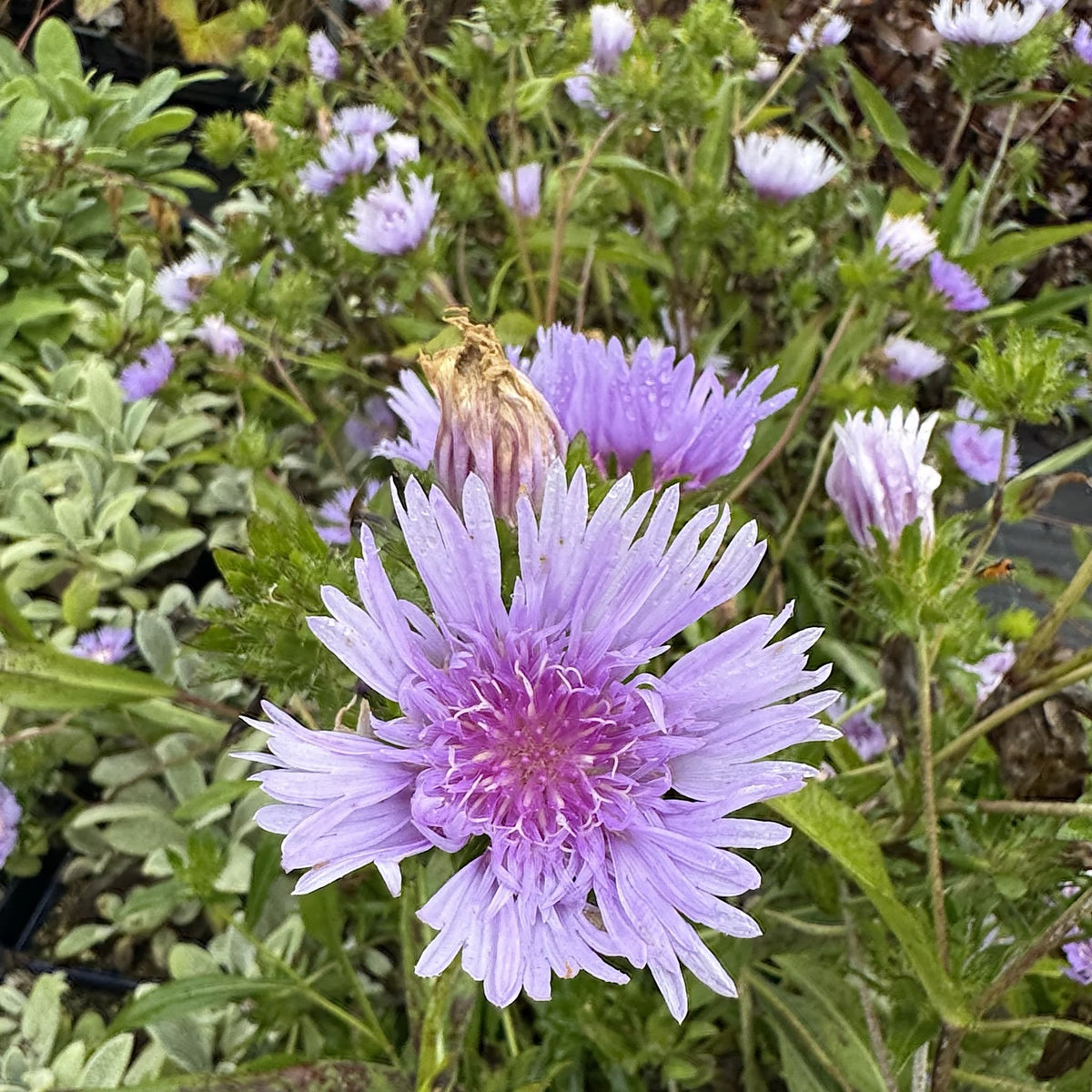 Stokesia laevis 'Blue Star'
