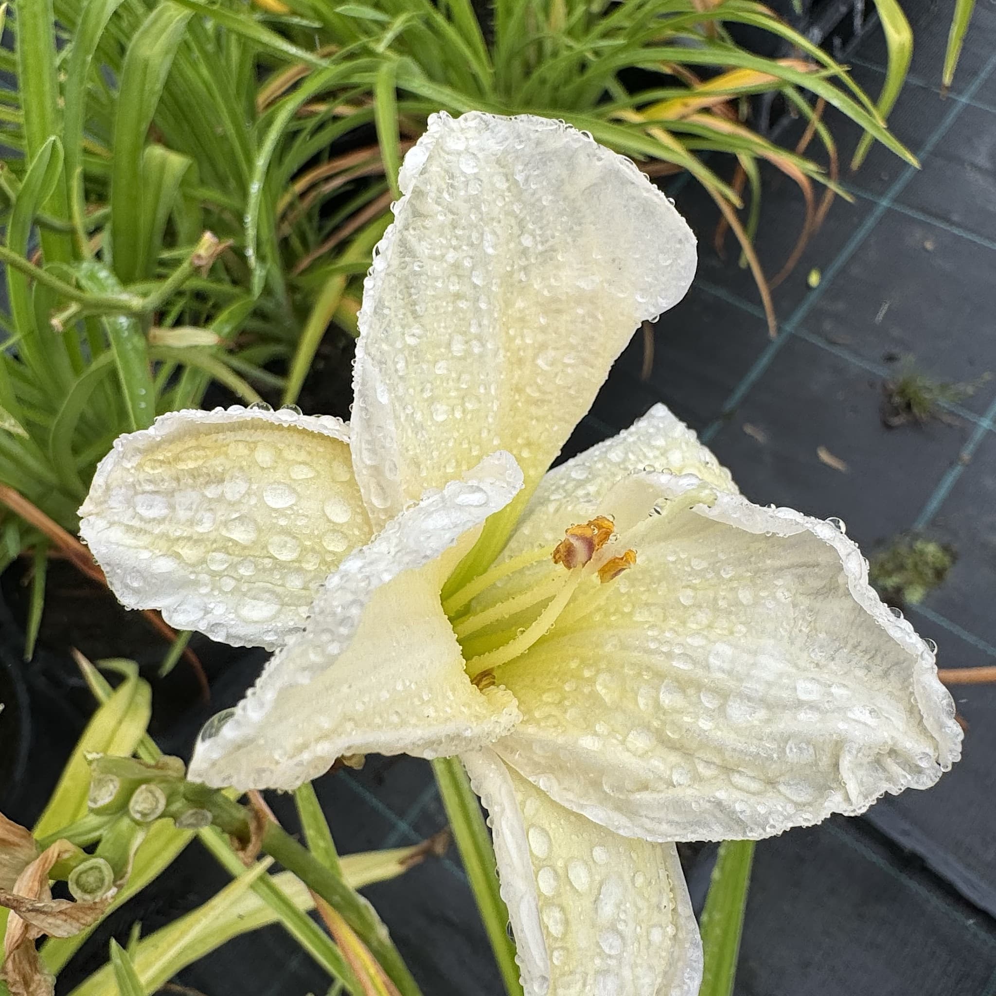 Hemerocallis 'Gentle Shepherd'