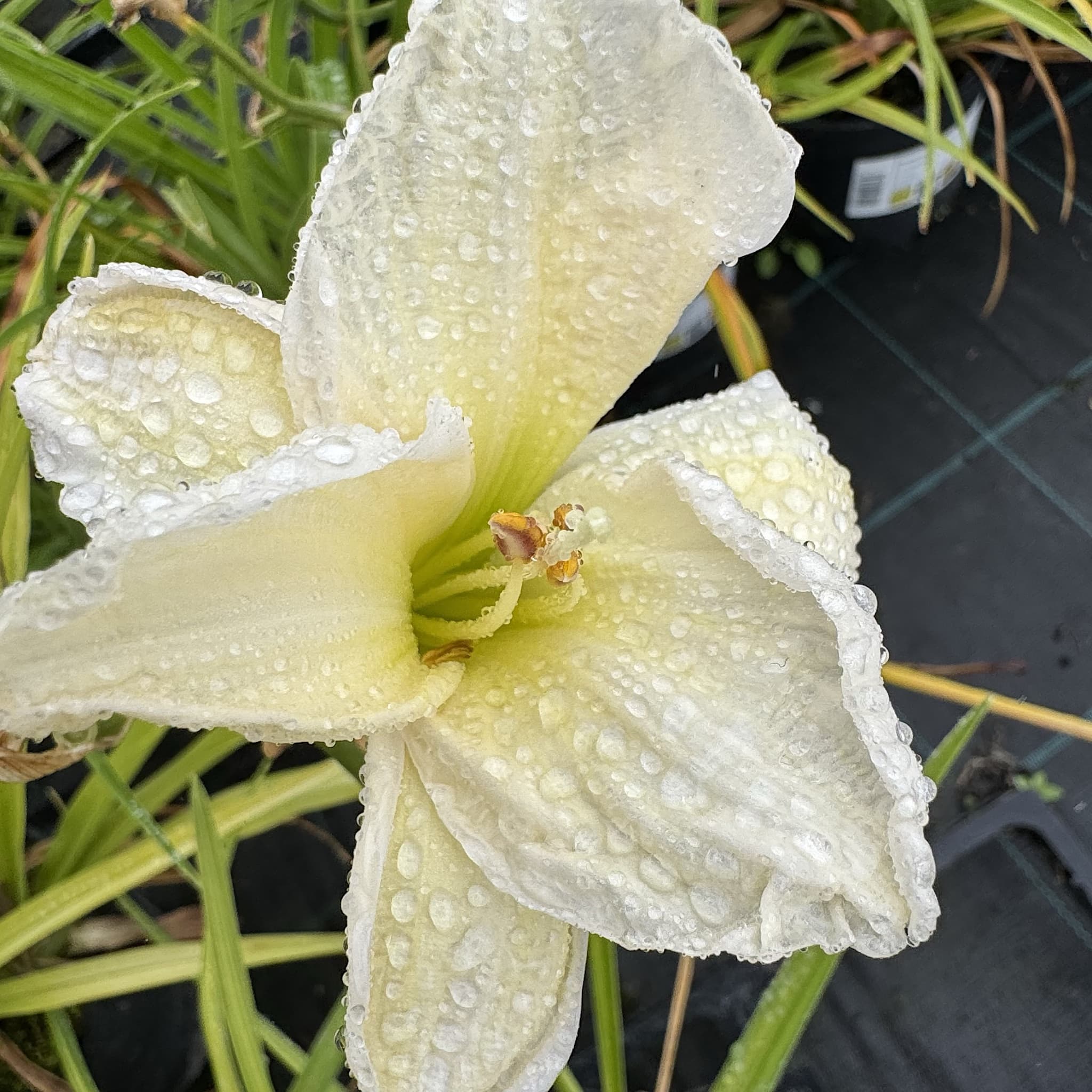 Hemerocallis 'Gentle Shepherd'